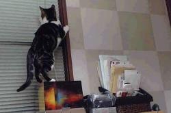 开云sport-逆袭神话与龙之腾跃，哈斯一役双冠，周冠宇以世界级表现打破围场次元壁