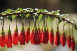 开云体育在线-南美风暴的黄昏，布鲁诺惊世一击，红黑军团提前为乌拉圭足球画上休止符