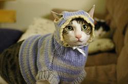 开云sport-双面统治，当凯尔特人铁壁遇上福克斯孤胆