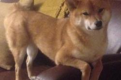 开云sport-尼日利亚强行终结切尔西！阿克统治级数据铸就历史性胜利