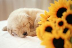 开云体育登录-双线传奇，巴雷拉世界杯接管之战与里昂法甲制霸马赛的共鸣