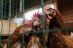 开云体育登录-绿色风暴与冰封防线，当爱尔兰的节奏掌控遭遇冰岛，伊布化身命运操盘手