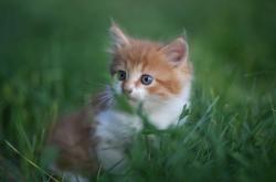 开云体育登录-最后一个哨响后，再无战神卡