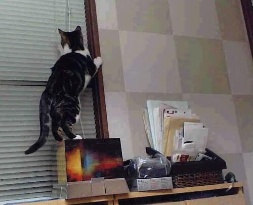 逆袭神话与龙之腾跃，哈斯一役双冠，周冠宇以世界级表现打破围场次元壁