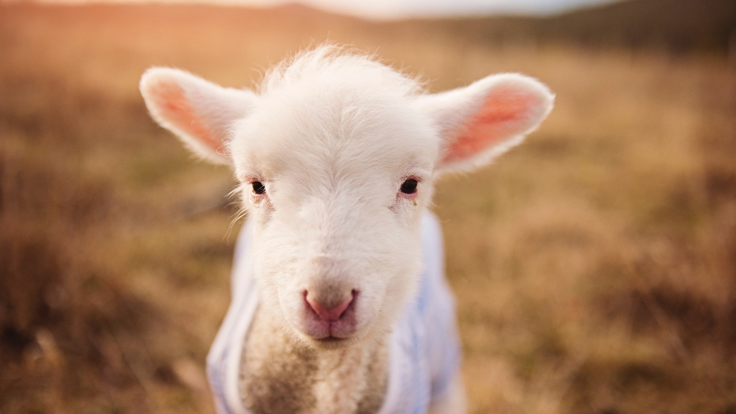 棋局上的压制与亮剑,波兰全盘掌控,皮克关键回合定乾坤