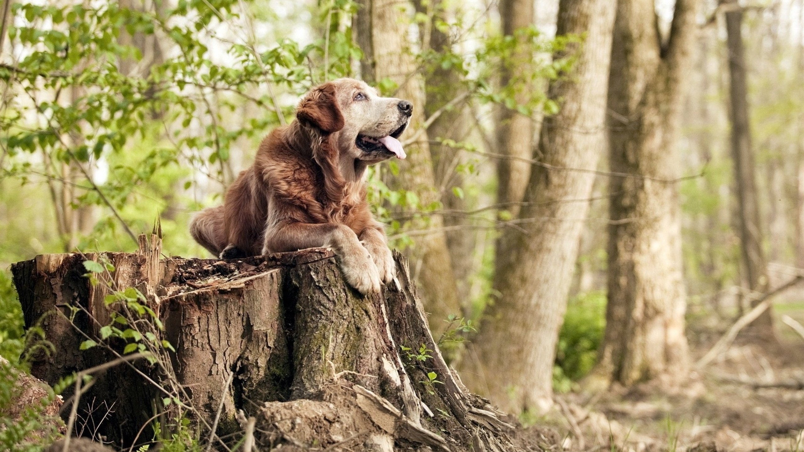 那道蓝色闪电,阿克如何在一个与别不同的世界杯之夜写下沉默的篇章