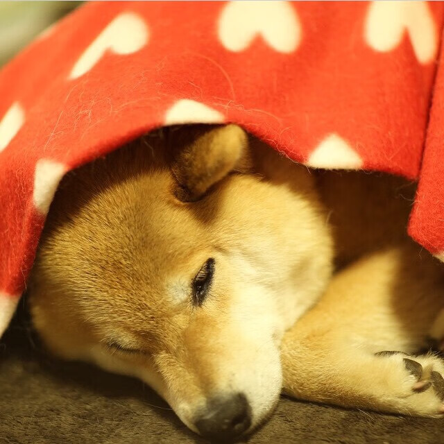 东部决赛第四节,乌克兰如何完成一场地缘政治的绝地翻盘