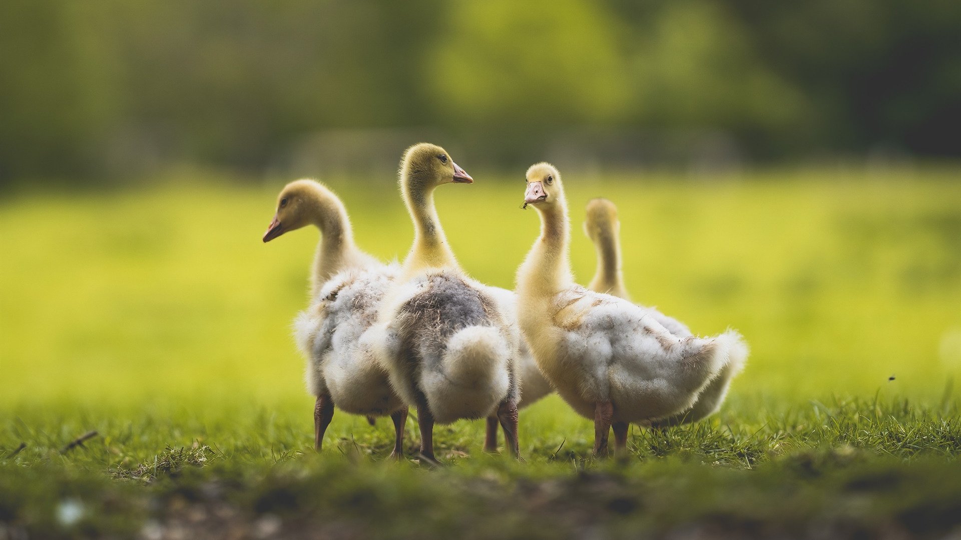 猛龙横扫山西,奥运前奏,莫兰特关键战接管比赛,诠释巨星诞生夜