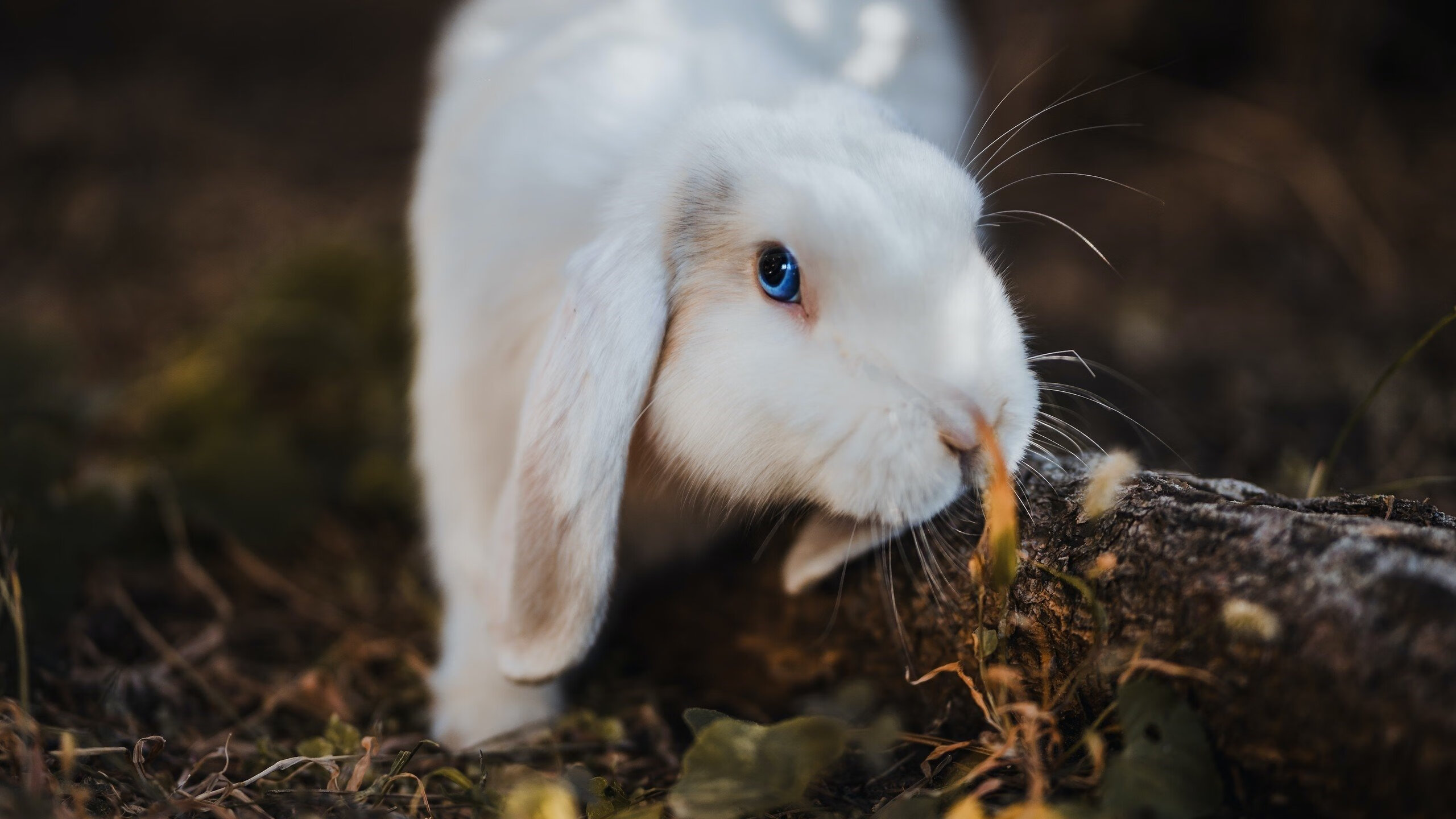 红白棱镜与黑星，一场被阿拉巴折射的独特较量