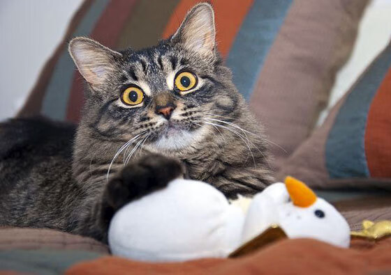 虚构地理学,冰岛对阵沙特,莫德里奇持续制造杀伤