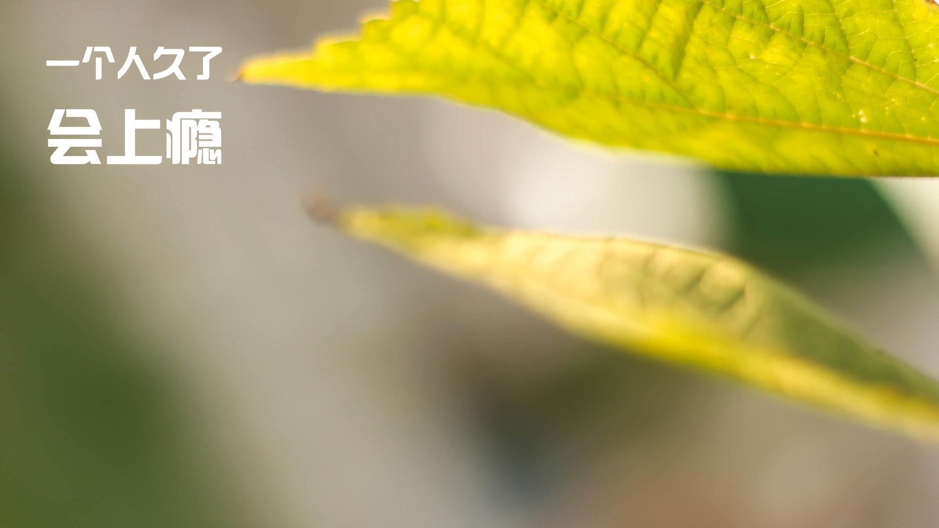 双线交织的竞技场，从1996公牛巅峰到2026世界杯接管者