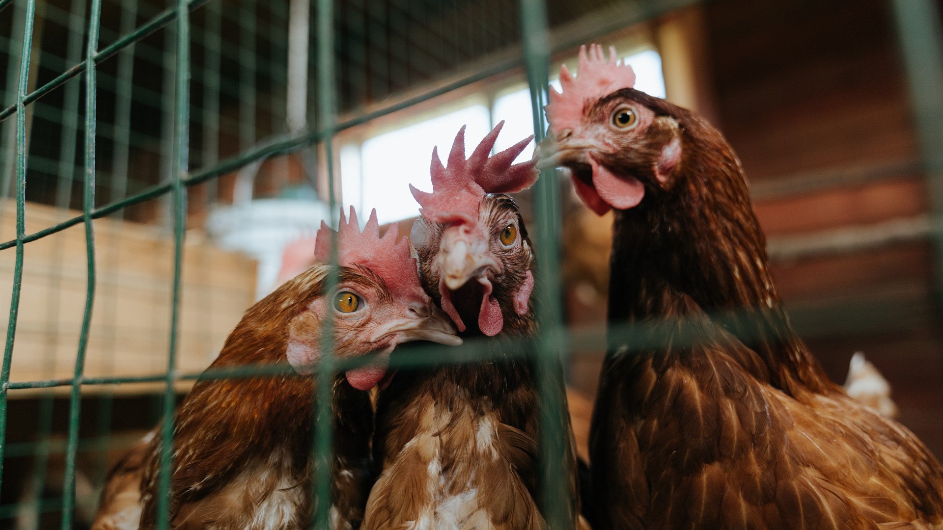 绿色风暴与冰封防线,当爱尔兰的节奏掌控遭遇冰岛,伊布化身命运操盘手