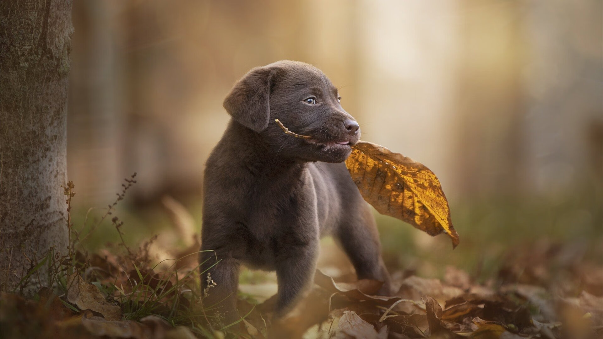 蓝衣军团险胜，阿森纳小将变身关键先生—马丁内利一剑封喉背后的成长与蜕变