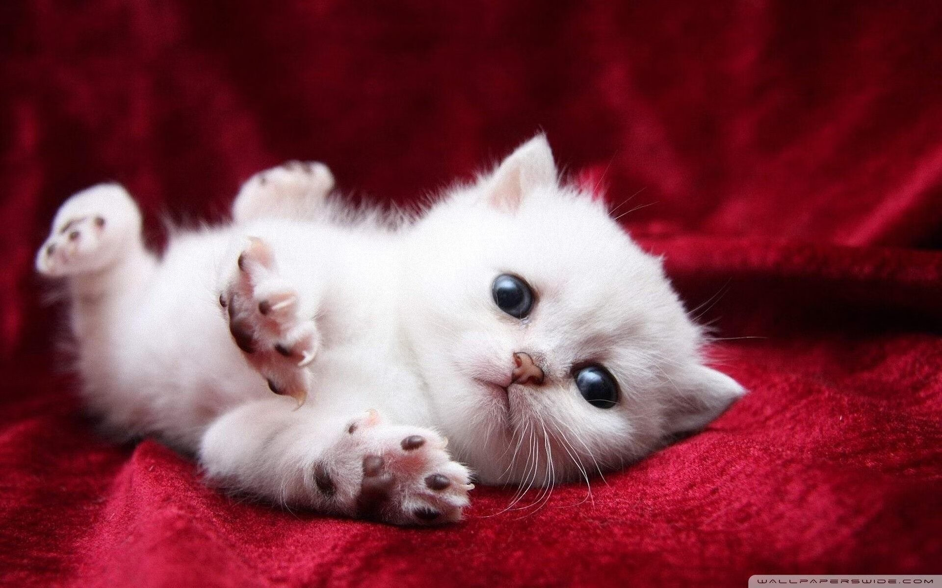 跨越大陆的火焰,当尼日利亚的奔放遇上墨西哥的绚烂,金玟哉如何点燃世界足球的夜空