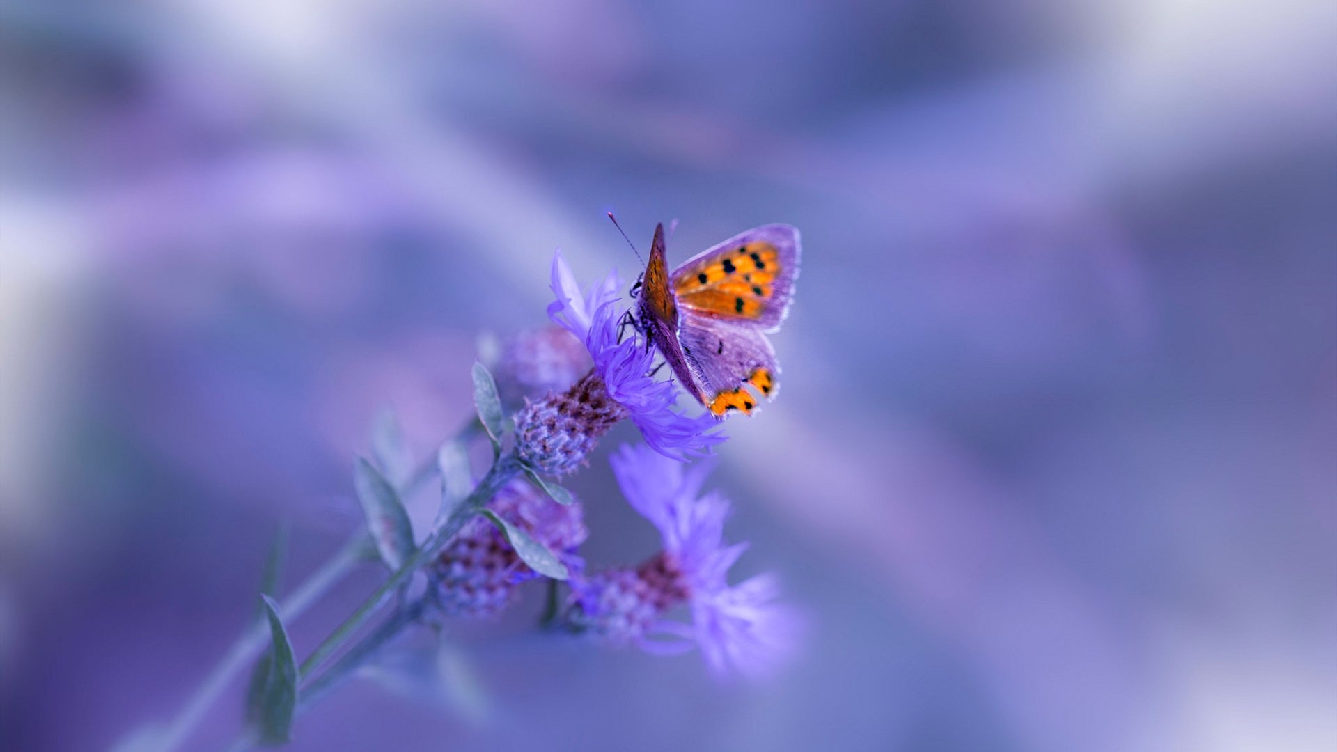 当巴林赛道硝烟散尽,金州勇士三分雨映照唯一性之夜