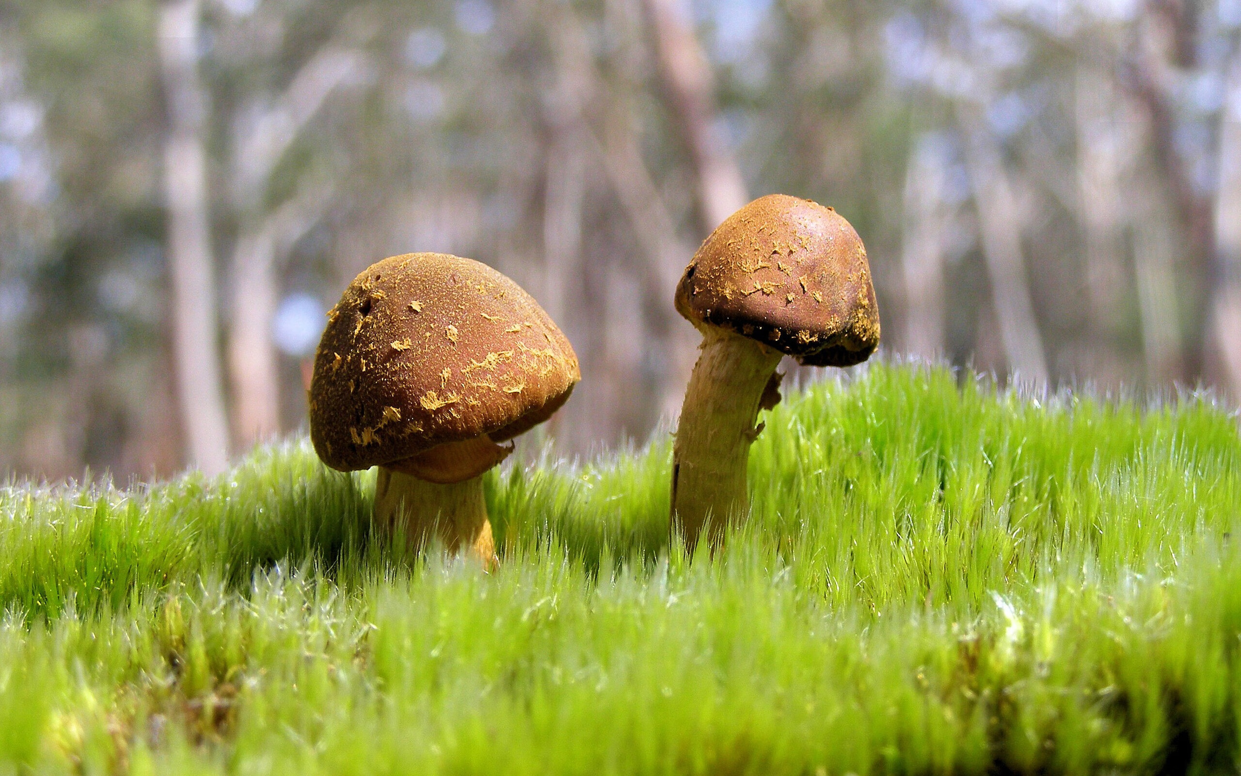 当东方铁壁遭遇西方烈火,范弗利特在五棵松投下的三分惊雷