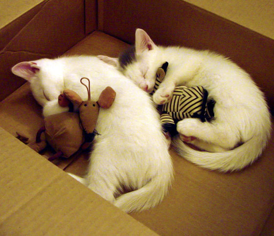 钢铁之心,当足球成为一座灯塔