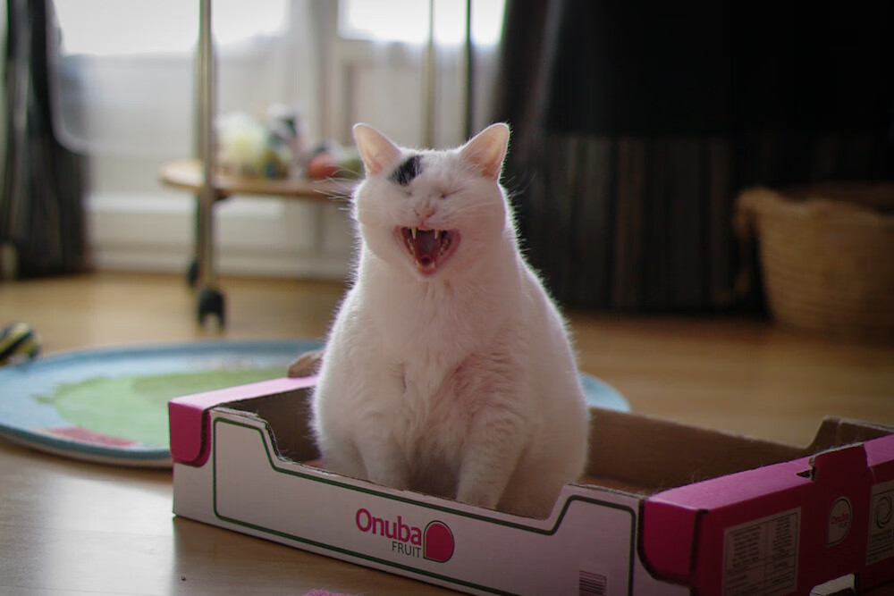 蓝白与酒红之间,迪巴拉在智利对阵爱尔兰的焦点战中,完成一场跨越国界的自我正名